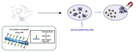 CTC 검출을 위한 5종류의 항체를 결합시킨 자성나노와이어의 표면 개질