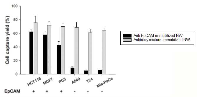 종류 항체 (Anti-EpCAM)만 부착된 자성나노와이어 및 5종류의 항체를 결합시킨 자성나노와이어의 CTC 검출 효율 비교