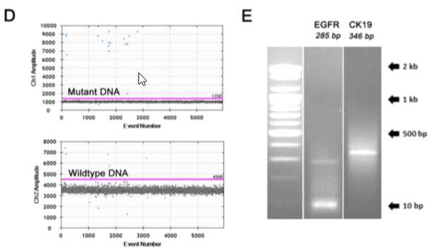 검출된 CTC의 genomic DNA의 유전자변이를 ddPCR로 검증함. 또한, mRNA를 추출하여 EGFR 및 CK19을 확인함