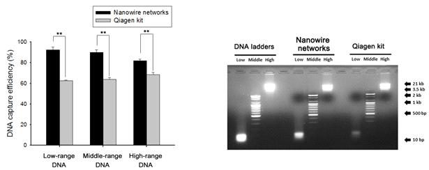 혈장에 spike한 DNA 크기에 따른 나노와이어 vs. Qiagen kit 검출 효율 비교