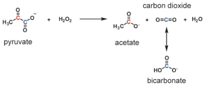 Pyruvate와 과산화수소의 카르복시 이탈반응에 대한 개략도
