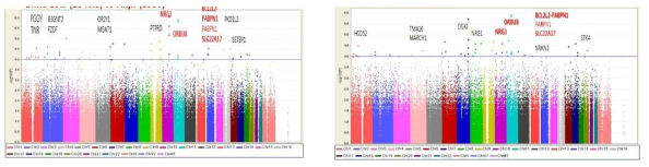 Manhattan Plot for GWAS results relate with BMR/RMR in adult Korean women