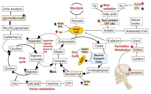 Possible metabolic map followed by metabolites released from the obesity with mutants of DNAJC6 및 MAP2K6 [J of Medicinal Food, 2019]