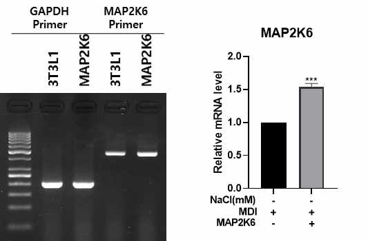 Chemical (Lipofectamine 3000 reagent)방법에 의한 MAP2K6 형질전환 확인