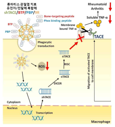 본 연구 유전자치료제의 류마티스 관절염 치료 기전