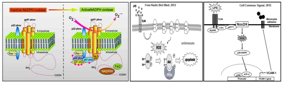 NADPH oxidase 복합체 구성과 LPS/TLR4 매개 활성화 기전