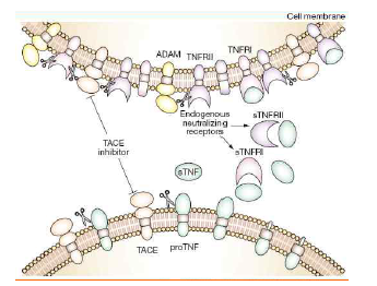 TNF-α 에 대한 TACE의 작용 기전. 출처: Nature clinical practice rheumatology (2008)