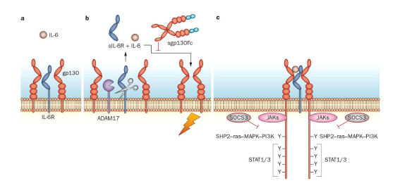 IL-6R 방출에 대한 TACE의 작용 기전. 자료 출처: Nature Review Rheumatology (2014)