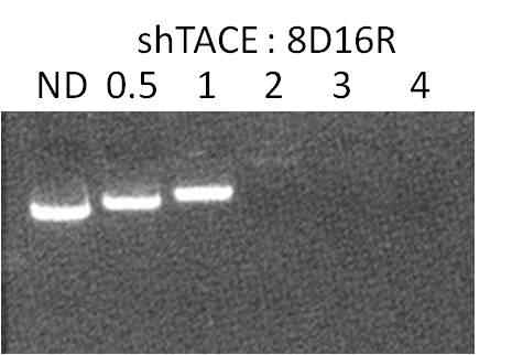 개선된 shTACE/8D16R 유전자/전달체 복합체의 중량 비율에 따른 복합체 형성 여부