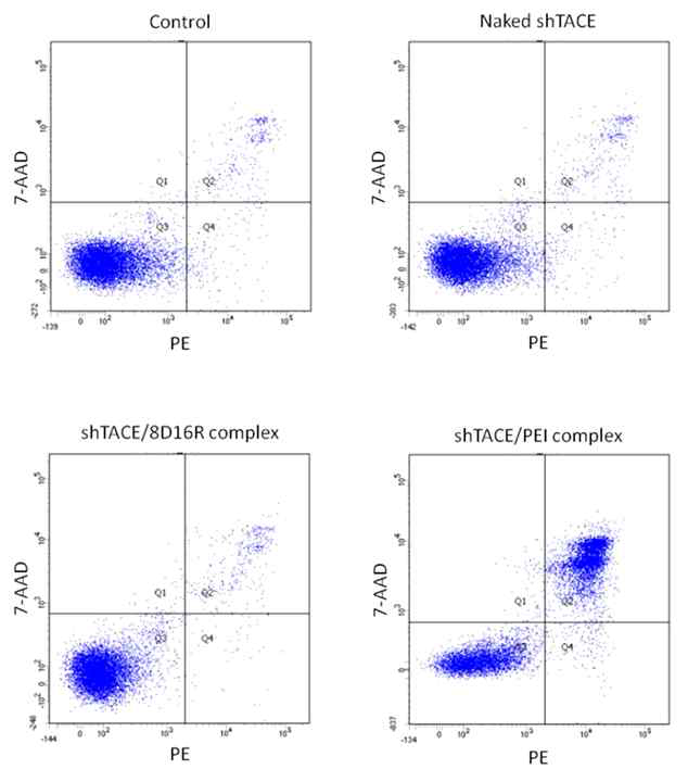 인간 유래 대식세포 (THP-1 Cell line)에서 인간 유전자치료제 shTACE/8D16R 복합체 처리 후 세포 사멸 (Cell apoptosis)을 관찰한 결과