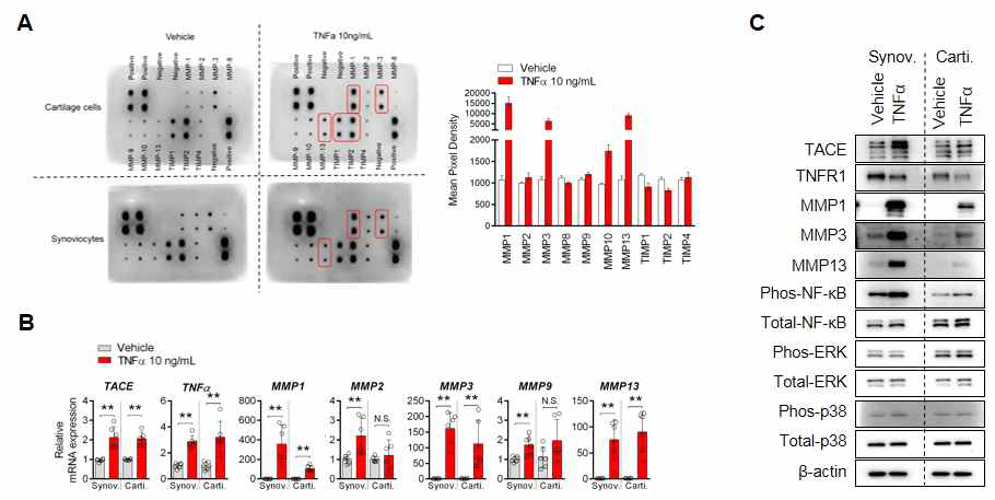 분리된 두 세포에서 TNF-α 자극 후, A: 변화된 MMP 단백질들을 MMP proteins array로 관찰함. B: 선별된 유전자들을 qPCR로 확인함. C: 선별된 유전자들의 단백질 변화를 Immunoblot으로 확인함