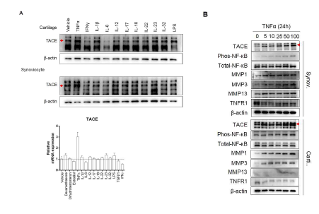 A: 분리된 두 세포에서 11가지의 염증성사이토카인을 처리후 단백질과 mRNA 수준에 TACE변화를 확인함. B: 분리된 두 세포에서 TNF-α의 농도를 다르게 하여 선별된 유전자들의 단백질 수준 변화 확인함