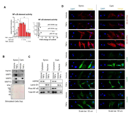A: 293T 세포에 NF-KB promoter 유전자를 전달 후 TNF-α(왼쪽)나 p65유전자(오른쪽)로 자극하여 NF-κB 활성을 측정함. 분리된 두세포에서 TNF-α 자극 후, B: 세포에서 분비되는 MMP1/3/13를 확인함. C: 세포질에서 핵내로 이동하는 인산화된 NF-κB 단백질을 확인함. D: 인산화된 NF-κB, MMP1/3/13 단백질 변화를 면역염색으로 확인함