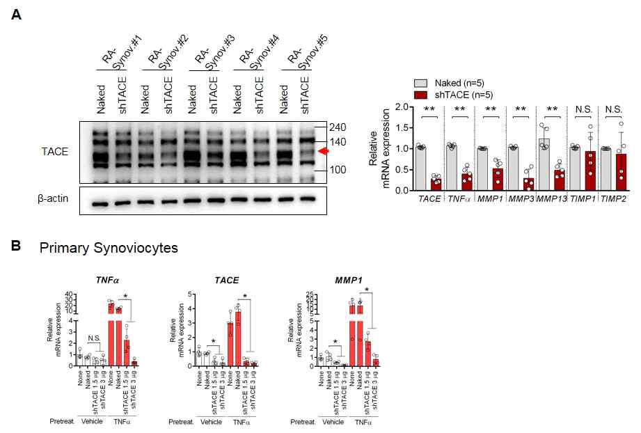 RA-Synov.세포에 Naked와 shTACE 유전자 전달 후, A: 단백질 수준 B: mRNA 수준 분석 C: OA synovio.를 TNF-α 자극 후, Naked와 shTACE 유전자를 전달함. TNF-α 에 의해 유도되는 반응들이 shTACE를 통해 억제됨을 mRNA 수준에서 확인함