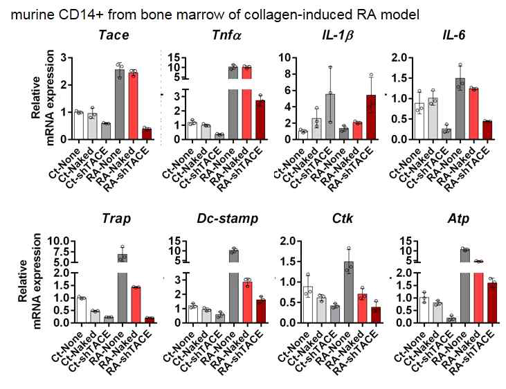 Collagen-induced RA mice의 골수에서 CD14를 분리 후, shTACE 전달하여 mRNA 변화를 qPCR로 확인함