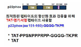 대식세포 타킷 TAT-p22phox 펩타이드 제작