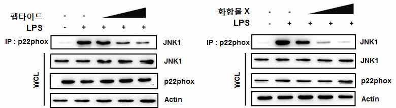 펩타이드와 화합물 X 의 p22phox-JNK1 결합 억제