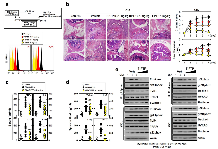 RA 동물 모델에서 TIPTP의 RA 치료 효과 검증