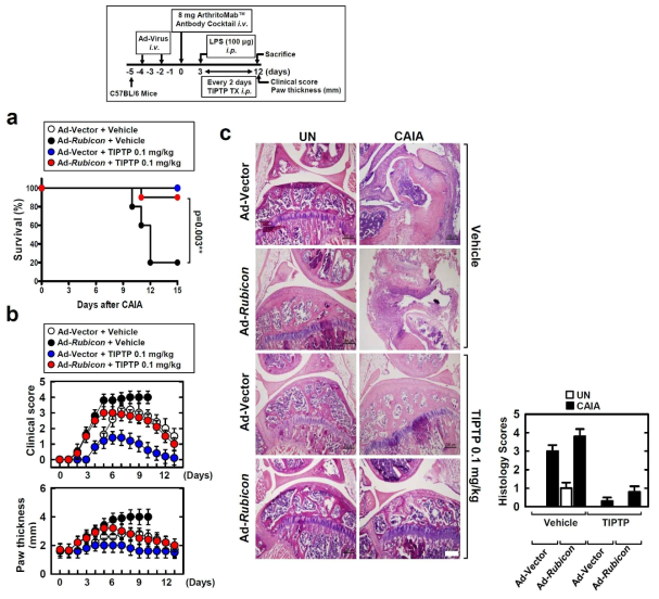 활성 산소 과발현 RA 동물 모델에서 TIPTP의 RA 치료 효과 검증