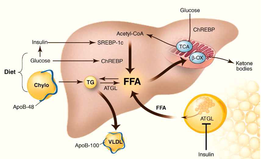비알코올 지방간의 지방 대사 과정