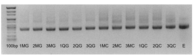 Mobio 社와 Qiagen 社의 fecal DNA extraction kit로 추출한 동일 시료의 16S rRNA gene의 증폭결과 (1~3: 시료 번호, MG: Mobio+gel-extraction method, QG: Qiagen+gel-extraction method, MC: Mobio+Mobio clean-up kit, QC: Qiagen+Mobio clean-up kit)