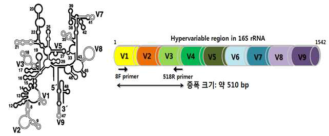 세균의 16S rRNA 유전자의 2차 구조(좌)와 증폭 부위(우)