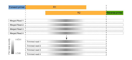 Illumina의 merging paired-end reads의 모식도