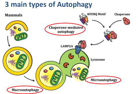 자가포식 (Autophagy)의 3가지 타입