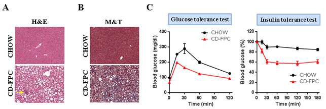 diet를 섭취시킨 mouse에서 NASH의 발생 정도와 인슐린 저항성 조사