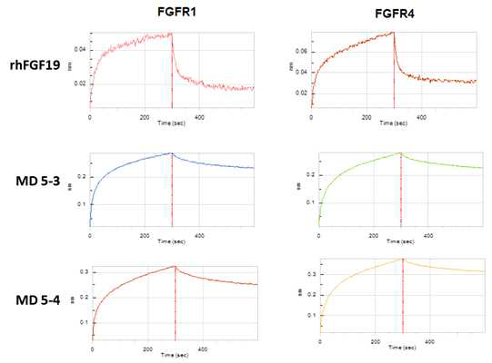 MD 5-3과 MD 5-4 후보물질에 대한 FGF 수용체 결합력 평가