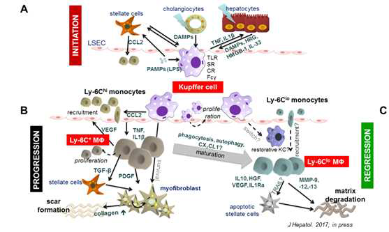 Current concept of hepatic macrophage heterogeneity in chronic liver injury and fibrosis
