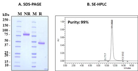 hyFc-IL-10의 정제 결과 (SDS-PAGE, SE-HPLC)