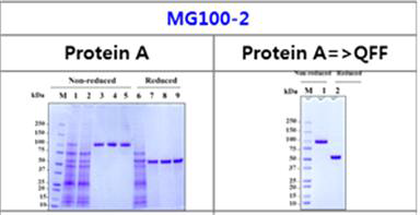 MD100-2 (GLP-1/IL-10)의 Protein A capture, QFF 정제의 SDS-PAGE 결과