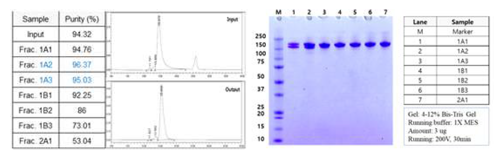 GLP-1 candidate의 QFF (Salt gradient) Fraction 별 SE-HPLC 및 SDS-PAGE 결과