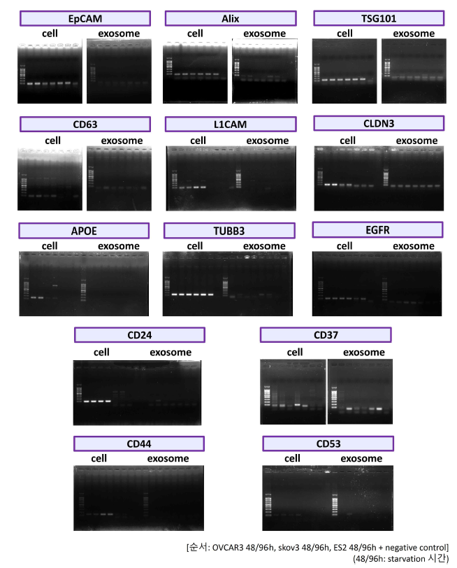 난소암 세포 및 세포 유래 엑소좀 내 후보 유전자 발현 분석