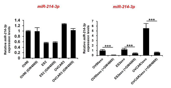난소암 세포주(좌) 및 세포주 유래 엑소좀 (우) 내 GW4869 처리에 따른 miR-214-3p의 발현 변화