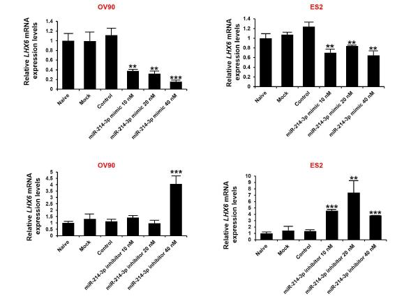 난소암 세포주 내 miR-214-3p mimic, inhibitor transfection에 따른 LHX6 발현 변화