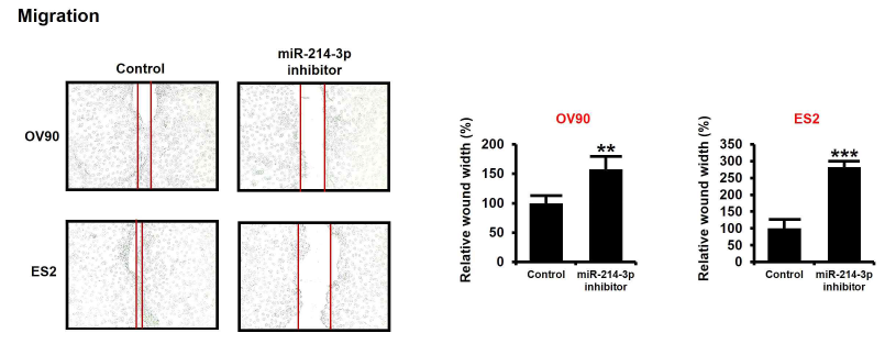 난소암 세포주 내 miR-214-3p inhibitor transfection에 따른 세포 침투성 변화