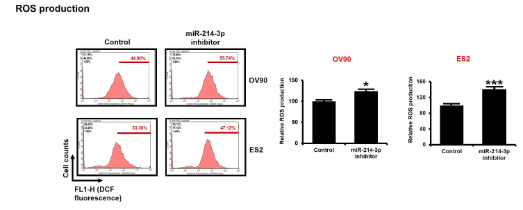 난소암 세포주 내 miR-214-3p inhibitor transfection에 따른 활성 산소 변화