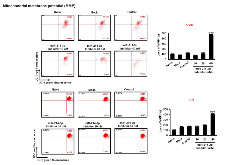 난소암 세포 내 miR-214-3p inhibitor transfection에 따른 미토콘드리아 막 전위 변화