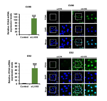 LHX6 siRNA transfection에 따른 PCNA의 발현 변화