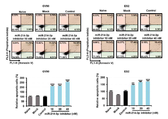 miR-214-3p 억제제 transfection에 따른 난소암 세포의 사멸 양상
