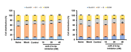 miR-214-3p 억제제 transfection에 따른 난소암 세포 주기 변화