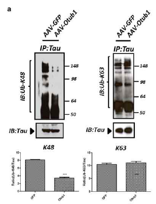 Otub1에 의한 Tau의 유비키틴 절단효과 및 세포 독성의 음성제어 효과 검증