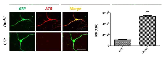 도파민성 뉴련에서 Otub1에 의한 Tau의 신경계 분화의 억제효과의 dereregulation 효과 확인