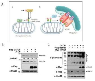 USPb1에 의한 PINK1의 안정성 증가와 미토콘드리아 분해 및 막전위 유지의 억제 유도