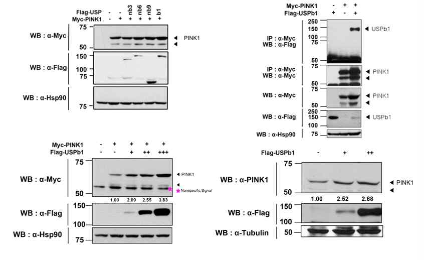 USPb1에 의한 PD-연관 PINK1의 발현 양 양성조절효과 및 신경세포 내 결합여부 확인