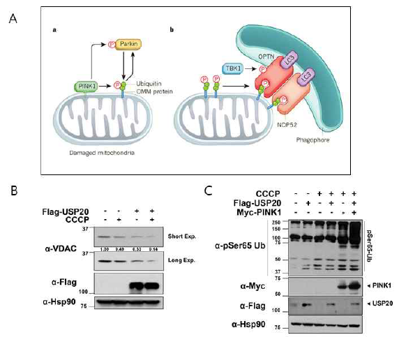 USPb1에 의한 PINK1의 단백질 안정성 증가와 미토콘드리아분해 및 막전위 유지의 억제효과 검증