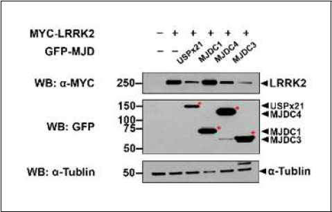 USPx21, MJDC3, MJDC4 등에 의한 LRRK2 level 감소 확인