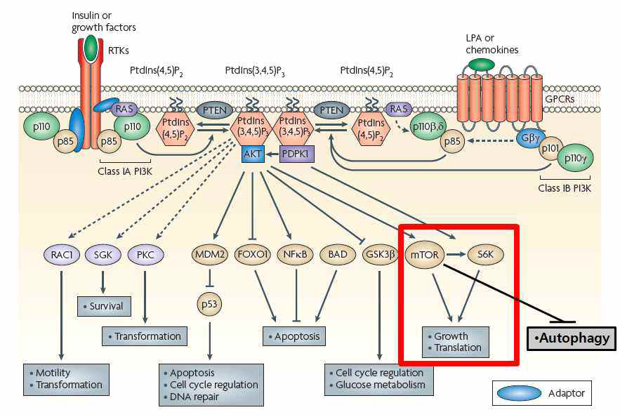 PI-3K, AKT, mTOR signaling. Nature Review/Drug discovery 2009